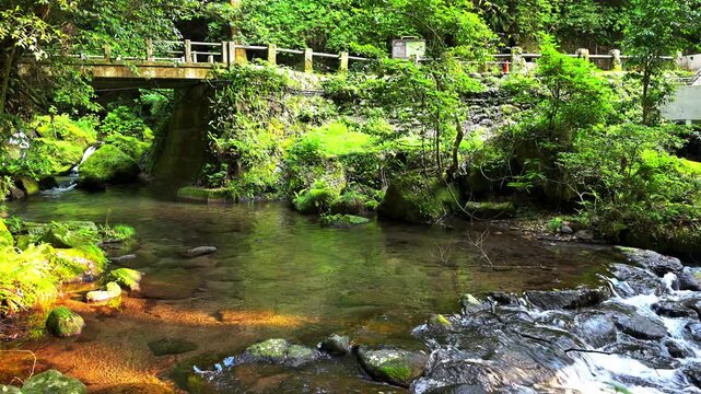 白糸の滝へと続く清流と木漏れ日の風景
「滝へと続く、清らかな水の路。阿蘇の豊かな自然が育んだ、透き通るような水の表情を捉えました。」
阿蘇郡西原村(白糸の滝)
A landscape of clear stream and sunlight filtering through the trees leading to Shiraito Falls.