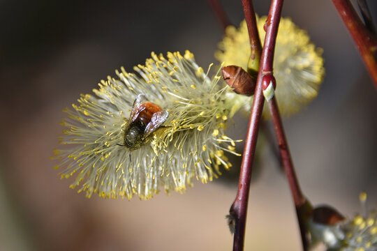 The moment of awakening of spring nature an insect collects pollen from a flowering willow a red bee Andrena osmia sits on a fluffy catkin nectar macro photography bokeh flora fauna