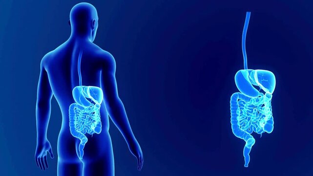 Anatomy of the Human Digestive System Illustrated on a Blue Background