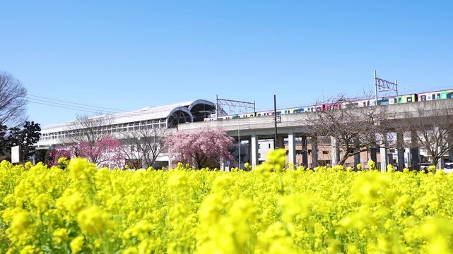 横浜市都筑区横浜市営地下鉄川和町駅前の菜の花と桜