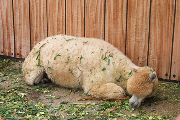 Naklejka premium Relaxed Outdoor Alpaca Woolly Mammal Resting Against Wooden Fence