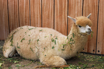 Naklejka premium Adorable Beige Alpaca Eating Grass and Resting by Wooden Fence