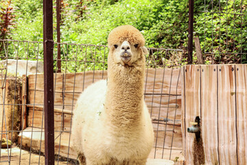 Naklejka premium Adorable Alpaca Staring Forward With Fluffy White Fur In An Enclosure