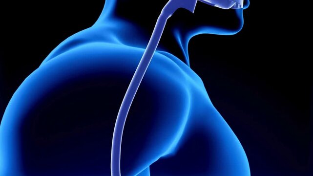 Advanced 3D visualization of the human upper digestive tract, showing the esophagus with a luminous blue effect for medical education