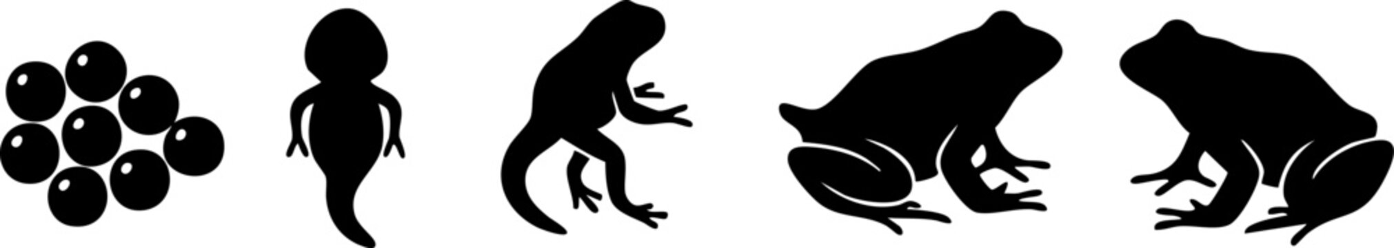 Life cycle of frog from spawn tadpole with legs to adult amphibian showing metamorphosis stages.