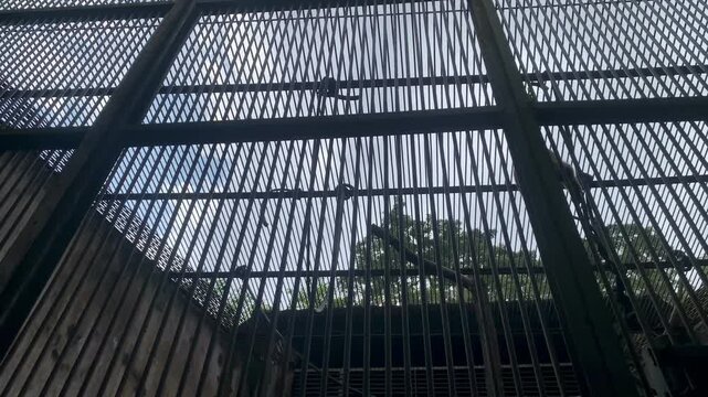 4K footage of Primate  inside enclosure at Ragunan Zoo. Ideal for wildlife, behavior, captivity, conservation, and education themes.Jakarta, Indonesia-March 24,2026.