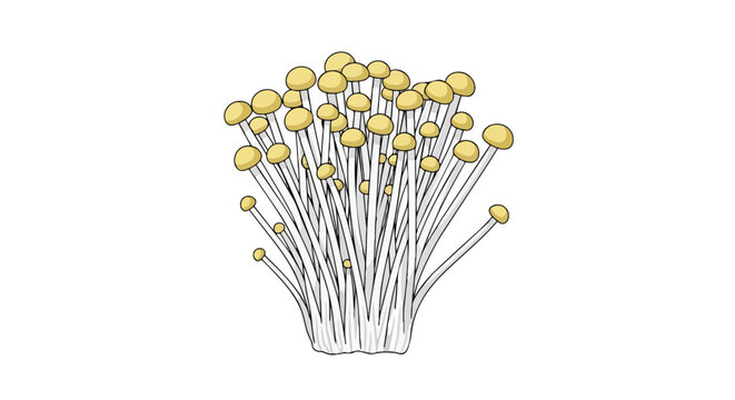 Elegant cluster of cultivated enoki mushrooms with slender pristine stems and delicate golden caps, showcasing their unique form for culinary