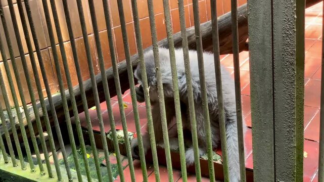4K footage of two Primate playing and bonding inside enclosure at Ragunan Zoo. Ideal for wildlife, social behavior, captivity, conservation, and education themes. Jakarta, Indonesia