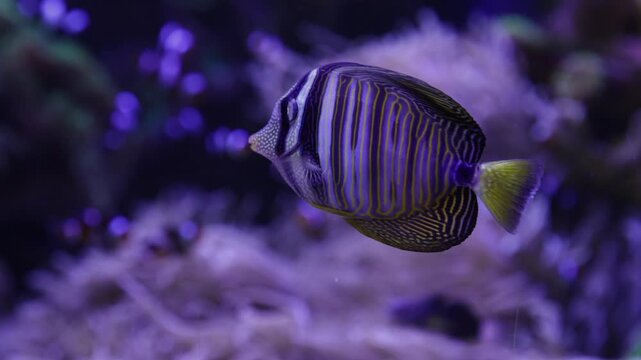 Graceful sailfin tang swimming peacefully in a vibrant marine aquarium, showcasing its beautiful striped pattern and yellow tail among colorful coral reef life and other small fish