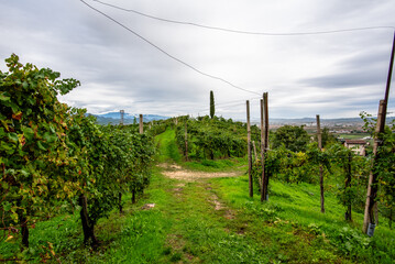 Obraz premium Vineyard Path in Prosecco Hills Vidor