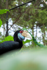 Detailed Close-up of a Male Knobbed Hornbill Bird in its Habitat © LiamProject