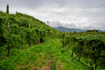 Naklejka premium Prosecco Vineyard Path in Vidor Veneto