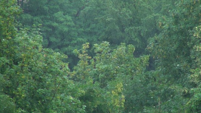 Rain, Raining in Forest, Storm, Torrential Summer Rain in Wood, Foliage, Rainy, Stormy Windy Day