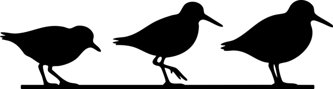 Three black silhouette shorebirds walking and foraging on a transparent background, nature wildlife scene.