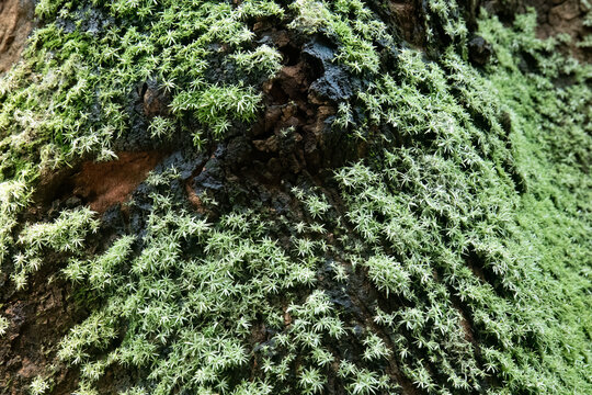 Macro moss draping rugged bark around natural hollow. Velvet cover spreading over decayed trunk ridges. Woodland texture showing starry bryophytes beside dark cavities