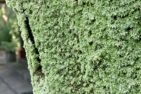 Plush moss curtains over bark with a narrow natural crevice. Velvet bryophytes drape weathered timber in humid shade. Emerald texture cloaking rugged trunk beside soft blur