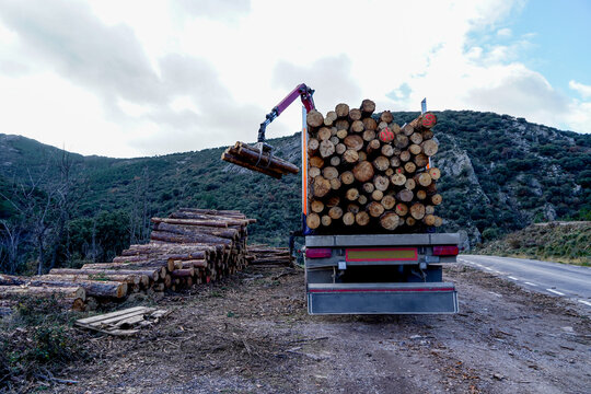 Logging truck loading timbers in san cabras soria