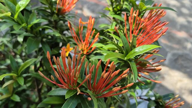 Beautiful Close-up of Orange Ixora Flower Buds in Garden under Natural Sunlight