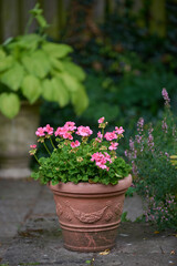 Naklejka premium Plants, flowers and geranium in pot, nature or eco friendly environment for botany with bloom. Floral, pink petals and growth with sustainability, leaves and outdoor in garden for decor in spring