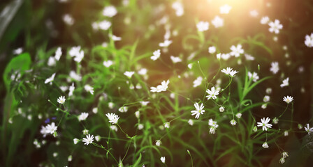 Obraz premium The first flowers against the background of green spring. Spring bloom.