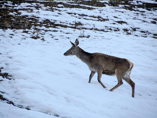 deer looking for food on snowy dolomites mountains