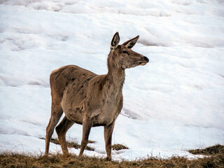 deer looking for food on snowy dolomites mountains