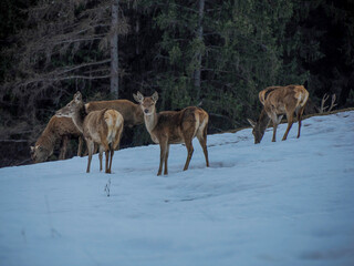 deer looking for food on snowy dolomites mountains