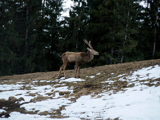 deer looking for food on snowy dolomites mountains