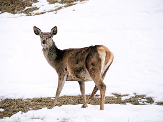 deer looking for food on snowy dolomites mountains