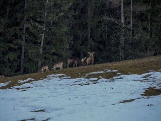deer looking for food on snowy dolomites mountains