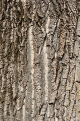 Obraz premium Canadian poplar bark detail - Latin name - Populus x canadensis 