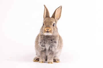 Obraz premium Baby bunny easter fluffy rabbits posing on white nature background on sunny day, Lovely mammal with beautiful bright eyes in nature life. Symbol animal of easter day.