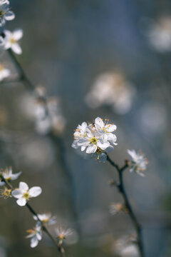 White blossom on branches, blue background 