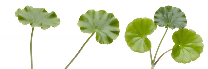 Green leaves on stems isolated on white background
