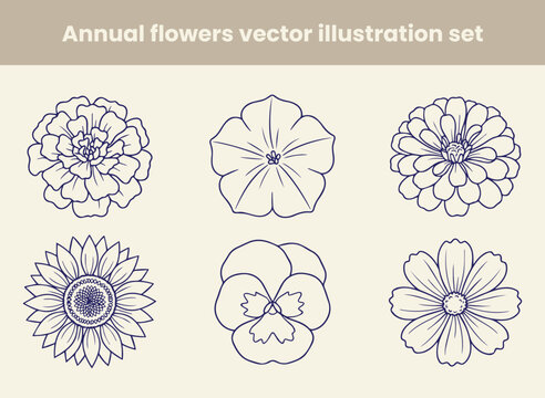 Collection of annual flowers vector illustration set depicting a marigold petunia zinnia sunflower pansy and daisy with outline drawing style.