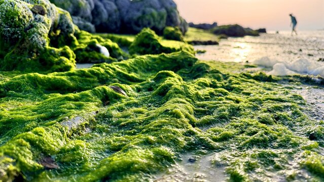 Algae Coastal Scene. Bright Algae Formations Along Peaceful Shoreline. Vibrant Algae Clusters In Foreground With Distant Human Figure At Tranquil Seaside During Sunset