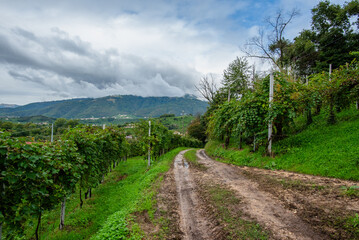 Fototapeta premium Dirt Road Through Vineyards in Vidor Italy