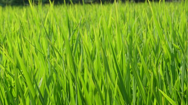 Vibrant green rice field 