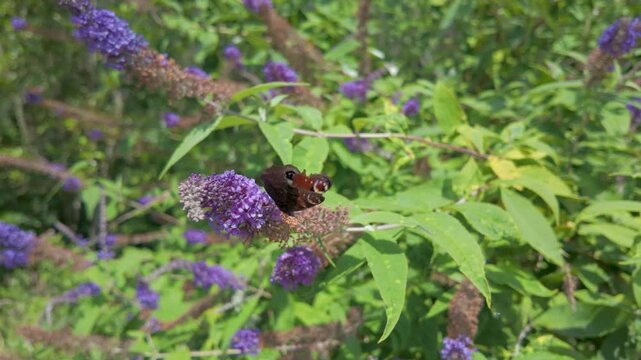 Beautiful Peacock Butterfly Feeding on a Purple Buddleja Flower in a Sunny Summer Garden