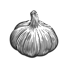 A detailed black and white hand-drawn illustration of a garlic bulb. Ideal for culinary art, recipes, food packaging, and botanical designs.