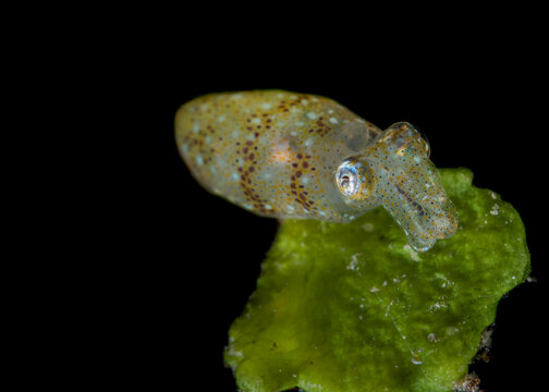 Common reef squid on green algae in Lembeh Strait Indonesia
