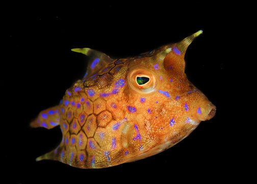 Longhorn cowfish in Lembeh Strait Indonesia on black background