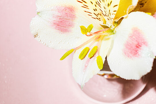 Macro of alstroemeria flower with dewdrops on pink background
