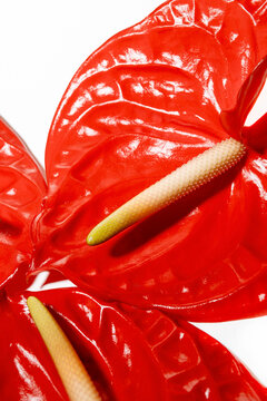 Red anthurium flower close up on white background