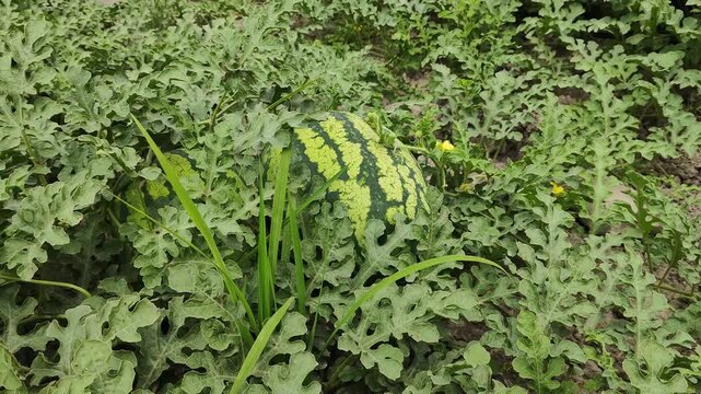 A fresh watermelon growing in a field, surrounded by lush green leaves and vines