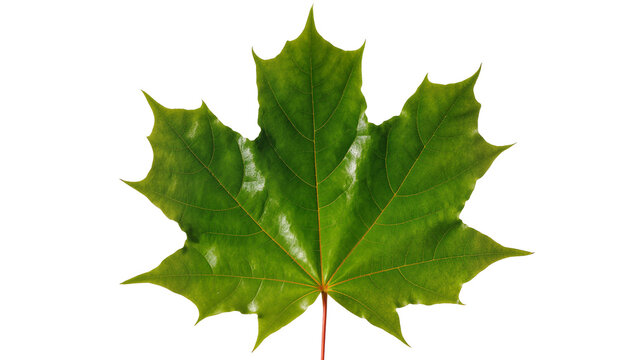 Vibrant green maple leaf with detailed veins, isolated on transparent background