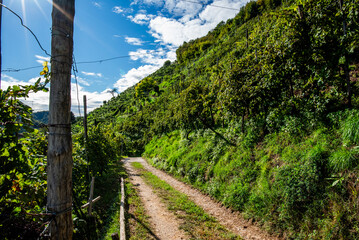 Fototapeta premium Vineyard Path on Steep Hillside
