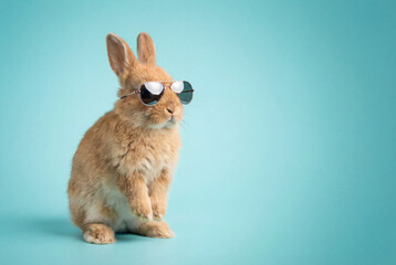 Fototapeta premium Trendy Animal Portrait with Minimal Background