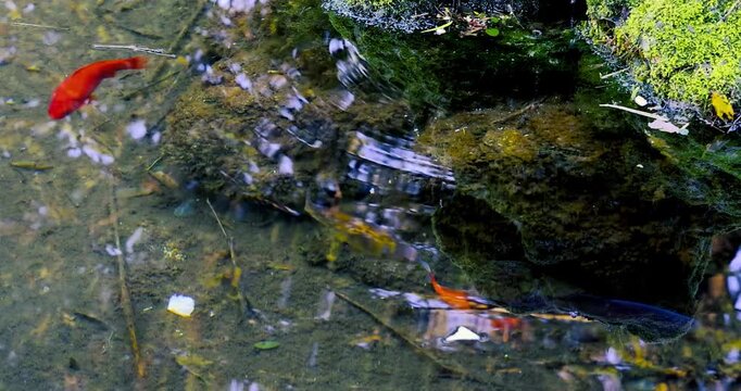 Pesci di acqua dolce che nuotato in una fontana pubblica 