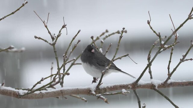 A serene winter scene captures a dark-eyed junco perched delicately on a snow-covered branch as soft snowfall drifts through the frame.